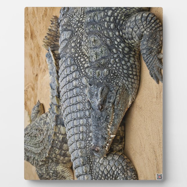 Plaque Photo Crocodiles (Devant)