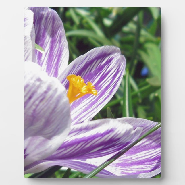 Plaque Photo Crocus violet de printemps (Devant)
