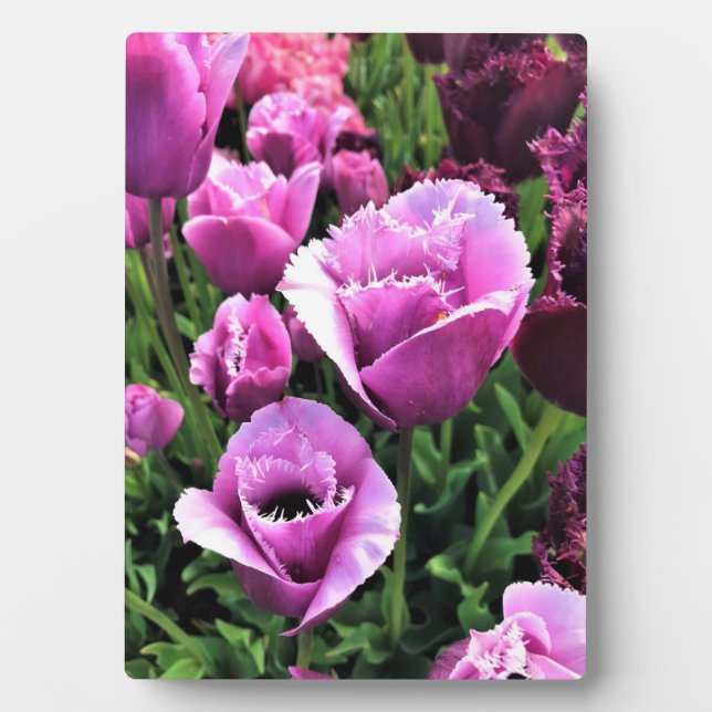 Plaque Photo Curly Sue Purple Tulips, Oregon (Devant)