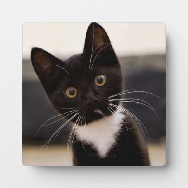 Plaque Photo Cute Black And White Tuxedo Kitten (Devant)
