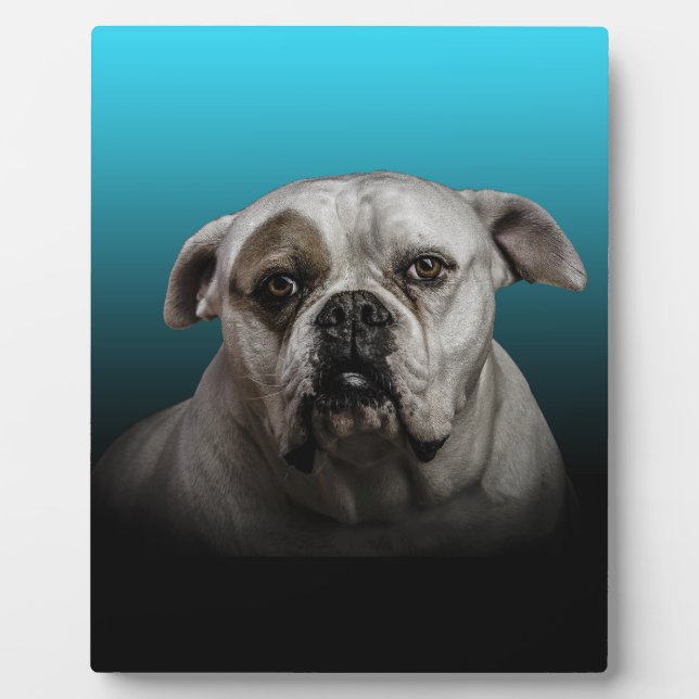 Plaque Photo Cute Boxer Dog w Blue Black Gradient arrière - pla (Devant)