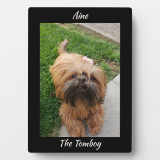 Plaque Photo Cute Brown Tomboy Yorkshire Terrier