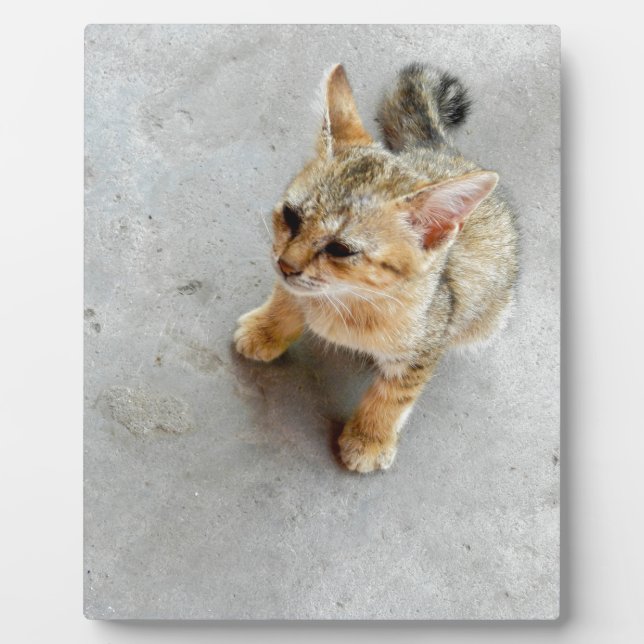 Plaque Photo Cute chaton chaton sauvage (Devant)