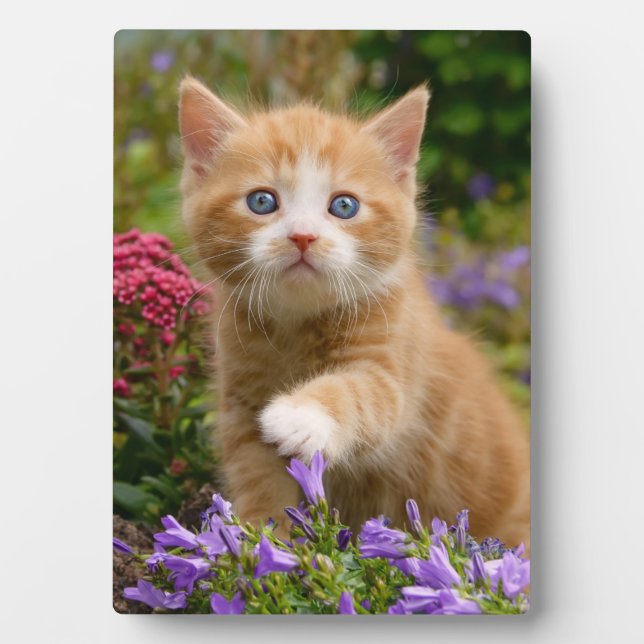 Plaque Photo Cute chaton gingembre dans un jardin (Devant)