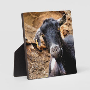 PLAQUE PHOTO CUTE GOAT