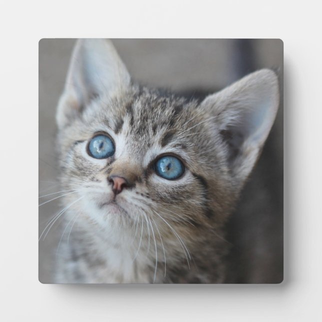 Plaque Photo Cute Kitten (Devant)