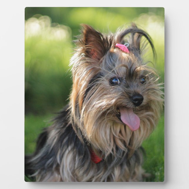 Plaque Photo Cute Little Yorkshire Terrier Chien (Devant)