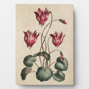 Plaque Photo Cyclamen végétal vintage
