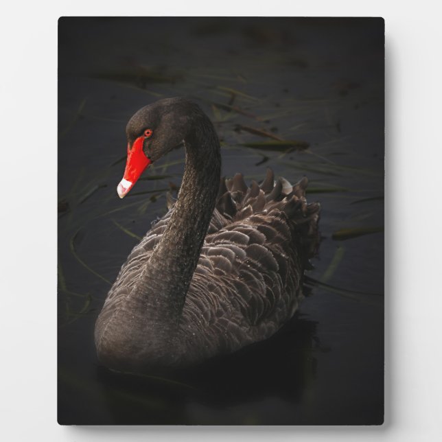Plaque Photo Cygne noir (Devant)