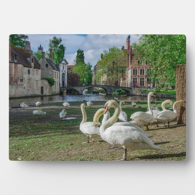 Plaque Photo Cygnes blancs dans le centre de Bruges (Devant)