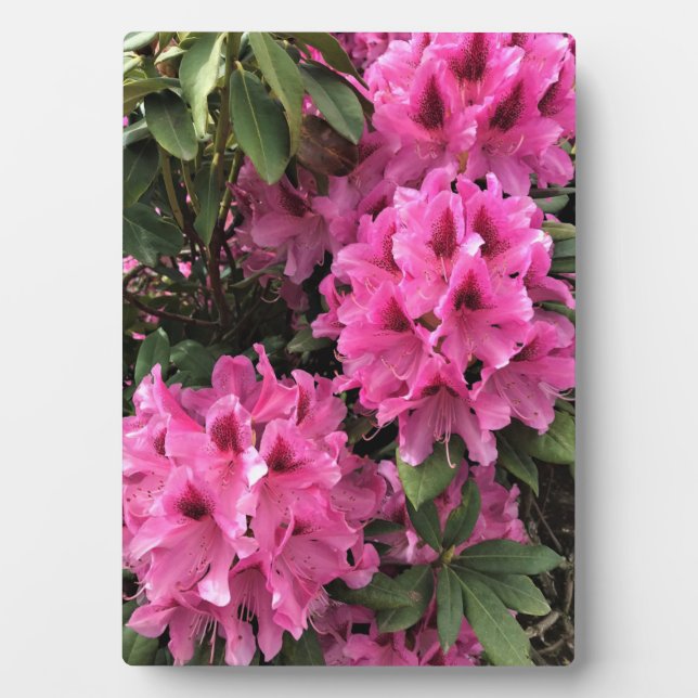 Plaque Photo Cynthia Rhododendrons, Oregon (Devant)