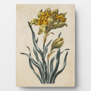 Plaque Photo Daffodique vintage de fleurs botaniques