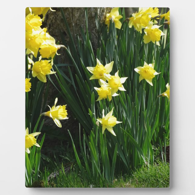 Plaque Photo Daffodiques de printemps (Devant)