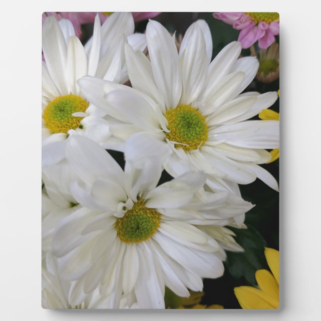 Plaque Photo Daisy (Devant)