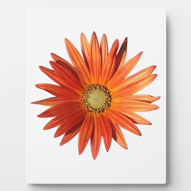 Plaque Photo Daisy africain (Devant)
