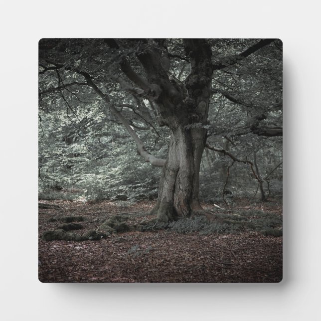 Plaque Photo Dans la forêt de conte de fées   (Devant)