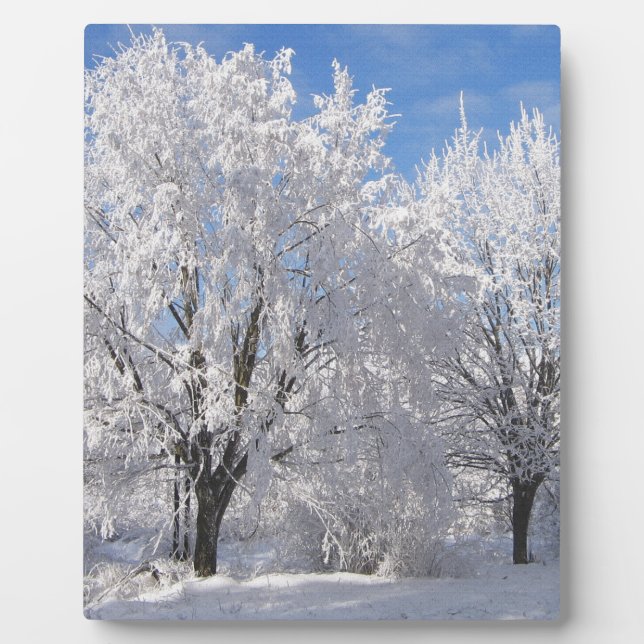 Plaque Photo dans la neige, les arbres blancs en hiver (Devant)