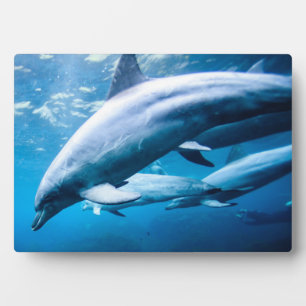 Plaque Photo Dauphins sous-marins