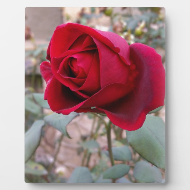 Plaque Photo dernière rose rouge (Devant)
