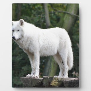 Plaque Photo Destin animal d'amour de paix de nature de loup