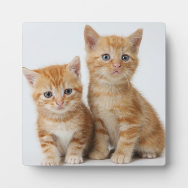 Plaque Photo Deux chatons adorables (Devant)