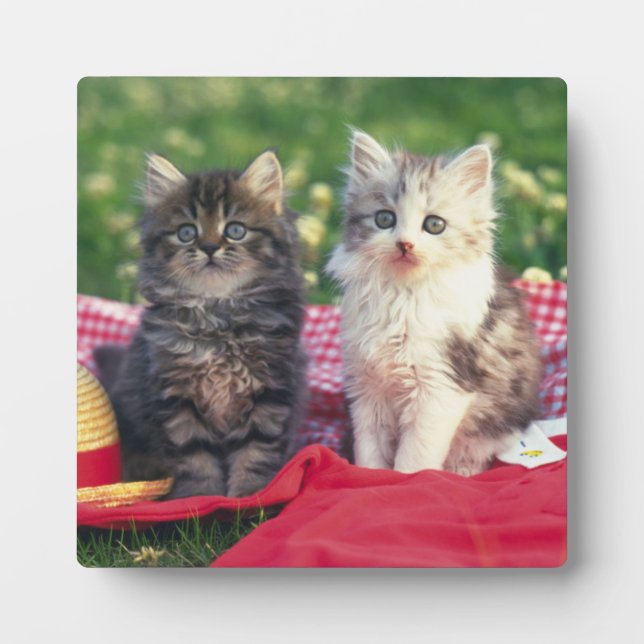 Plaque Photo Deux Chatons Assis Sur Une Couverture Rouge (Devant)