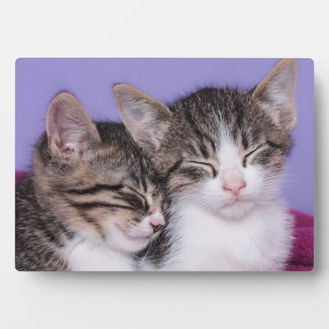 Plaque Photo Deux mignons chatons qui font la sieste (Devant)