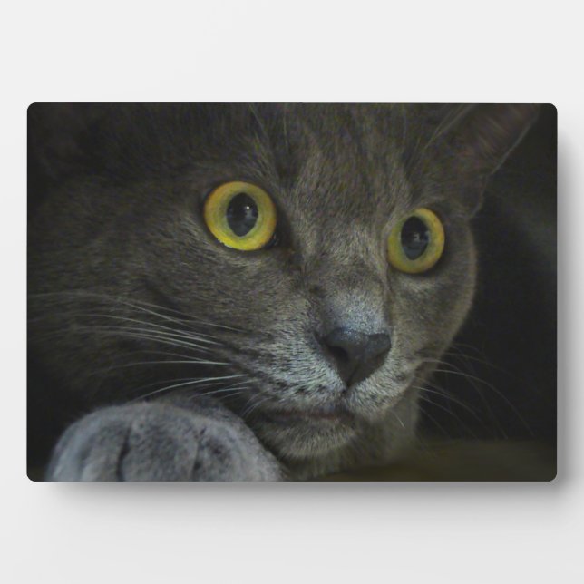 Plaque photo d'intensité (Devant)