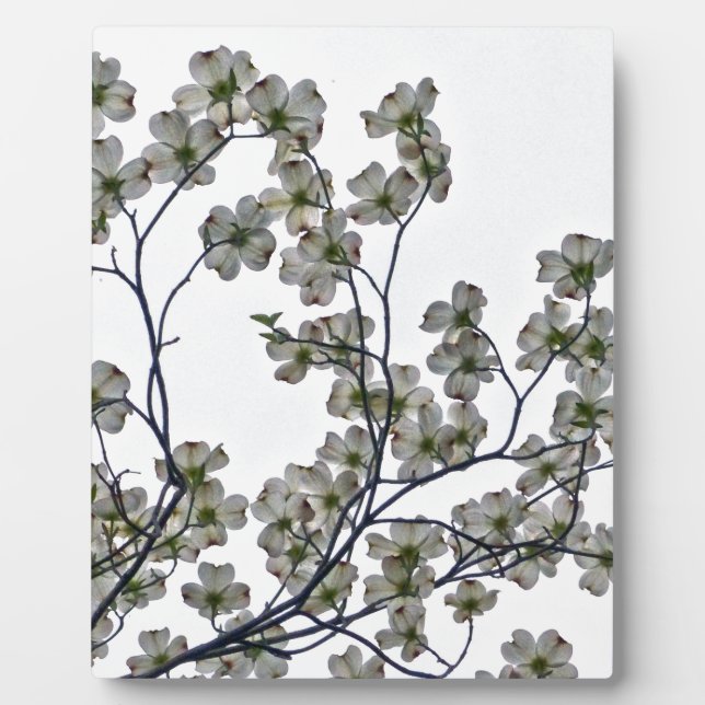 Plaque Photo Dogwood à fleurs blanches (Devant)