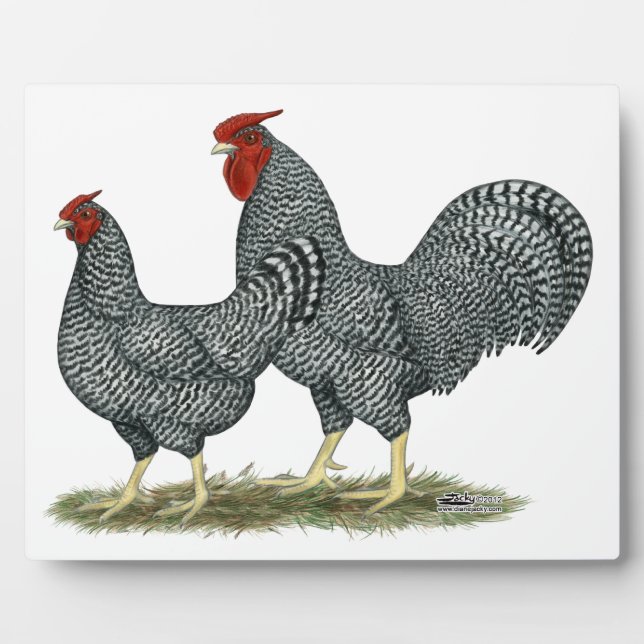 Plaque Photo Dominique Chickens (Devant)