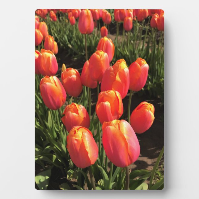 Plaque Photo Dordogne tulips, Oregon (Devant)