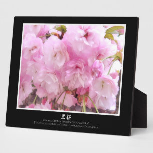 Plaque Photo Double Cerisier en Fleur : Sato-zakura