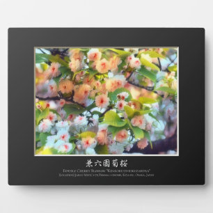 Plaque Photo Double Cherry Blossom: Kenrokuen-kikuzakura