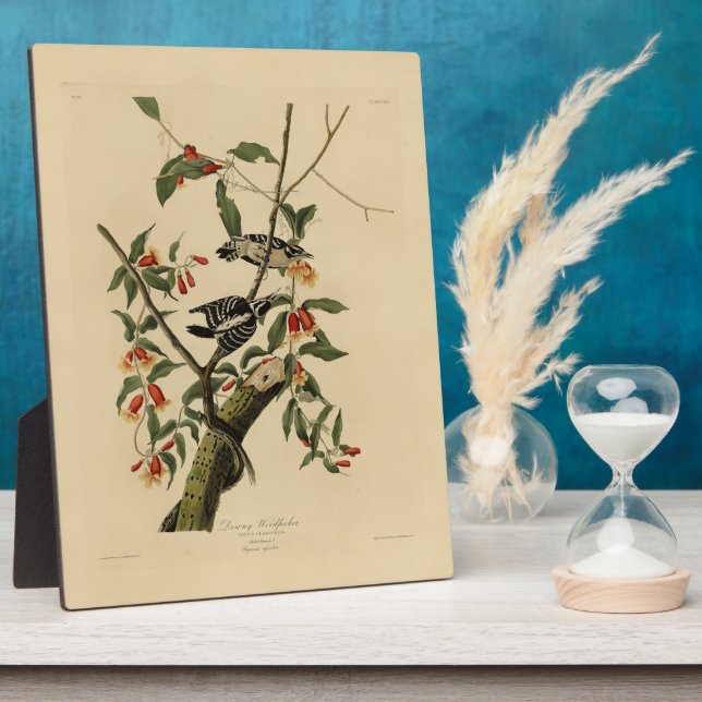 Plaque Photo Downy Woodpecker - de Audubon's Birds of America (Côté)