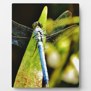 Plaque Photo Dragonfly bleu clair