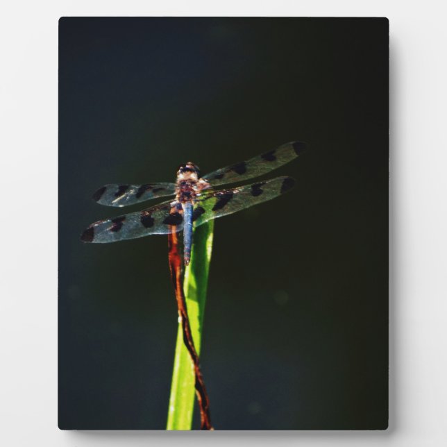 Plaque Photo Dragonfly bleu et noir sur gazon vert et rouge (Devant)