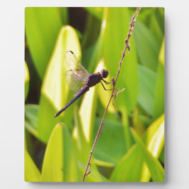 Plaque Photo Dragonfly Blue et noir sur l'herbe. (Devant)