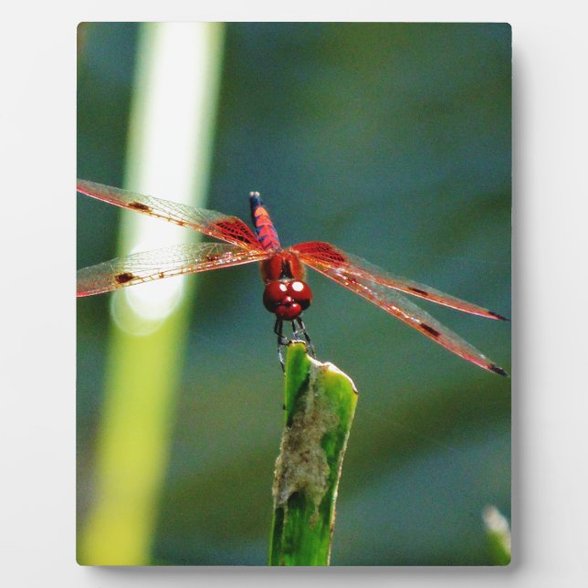 Plaque Photo Dragonfly frontale rouge et noire (Devant)
