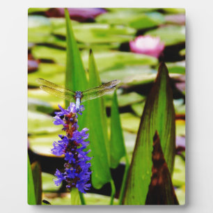 Plaque Photo Dragonfly lotus and purple flower