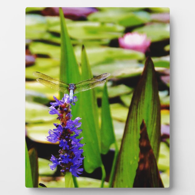 Plaque Photo Dragonfly lotus and purple flower (Devant)