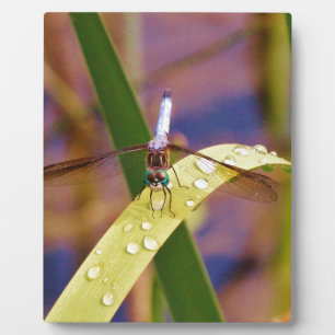 Plaque Photo Dragonfly sur la feuille de pluie