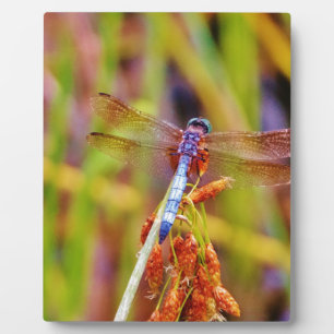 Plaque Photo Dragonfly turquoise sur le carex