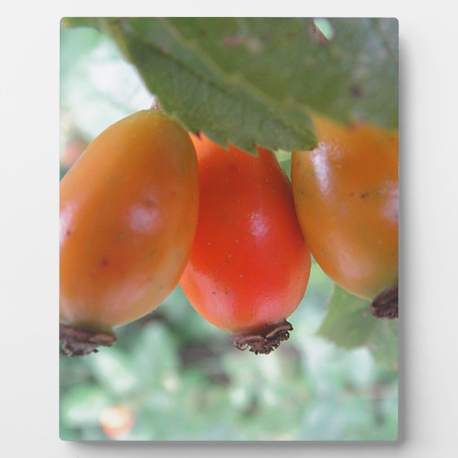 Plaque Photo Drei orange Hagebutten (Devant)
