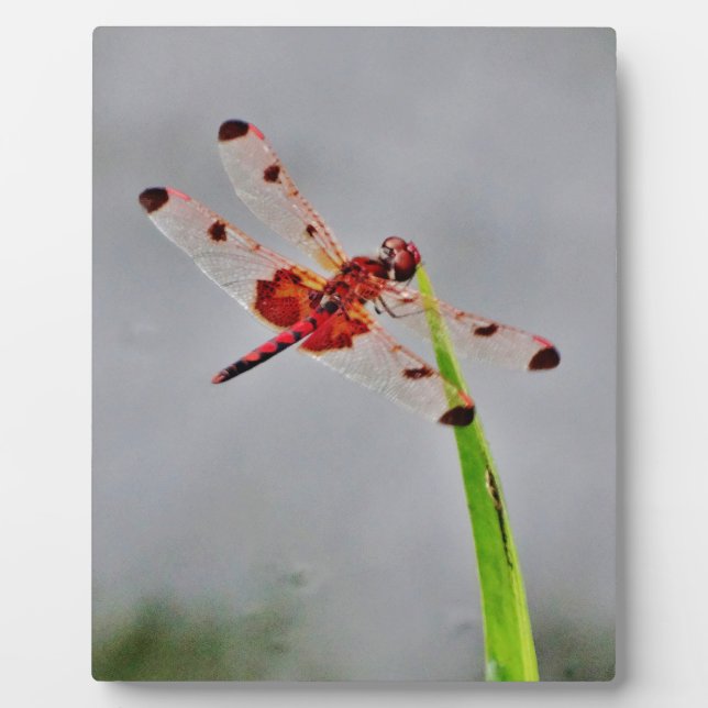 PLAQUE PHOTO DSC00029.JPG (Devant)