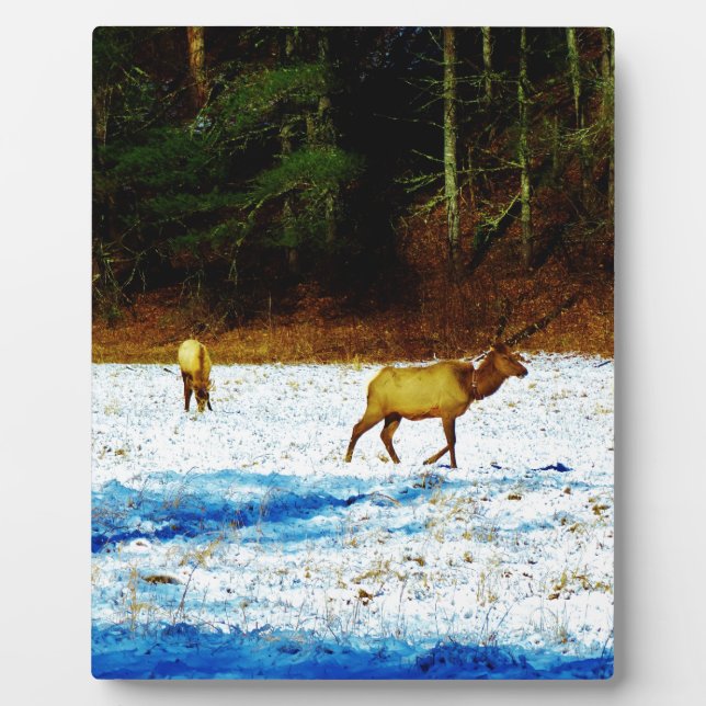 PLAQUE PHOTO DSC00131.JPG (Devant)