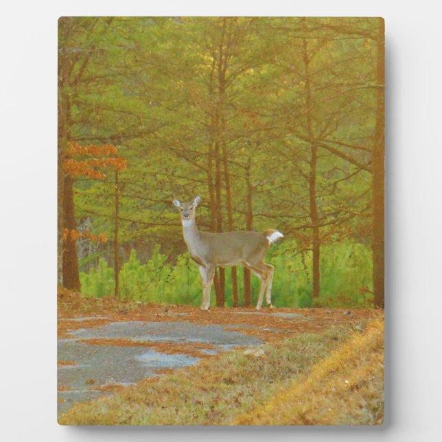 PLAQUE PHOTO DSCF4041.JPG (Devant)