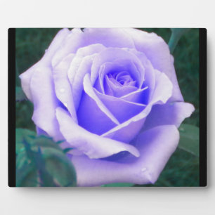 Plaque photo du Rose Pale Lavender