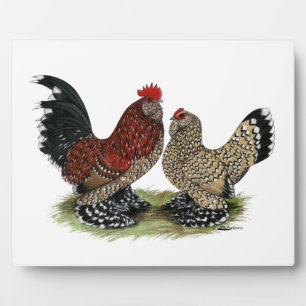 Plaque Photo D'Uccle Bantams : Mille Fleur