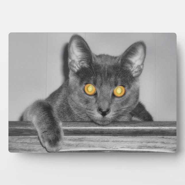 Plaque photo Dusky Gold (Devant)