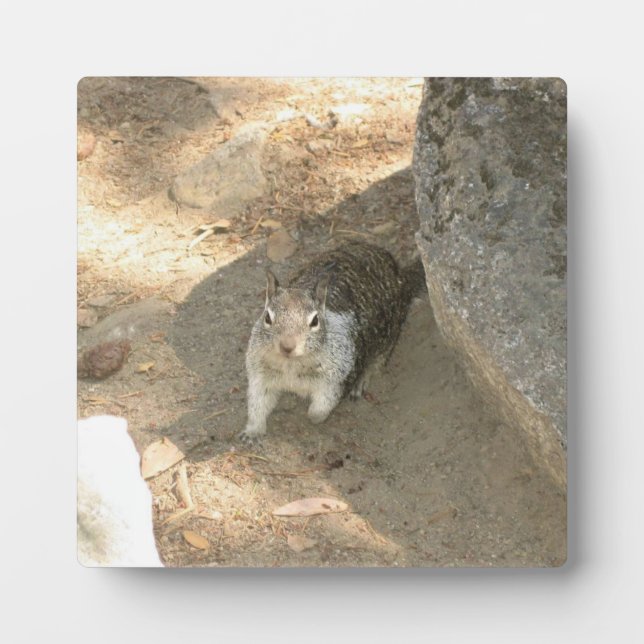 Plaque Photo Écureuil mignon en Yosemite, CA (Devant)